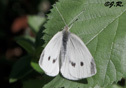 Pieris rapae